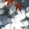 公園はじめての紅葉　４