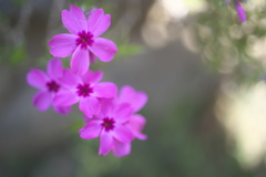公園の芝桜
