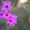 公園の芝桜