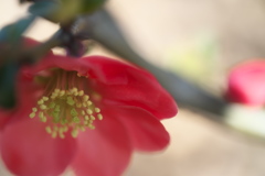 公園春の花