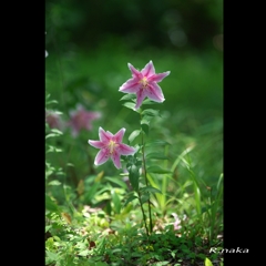 百合の園　１２