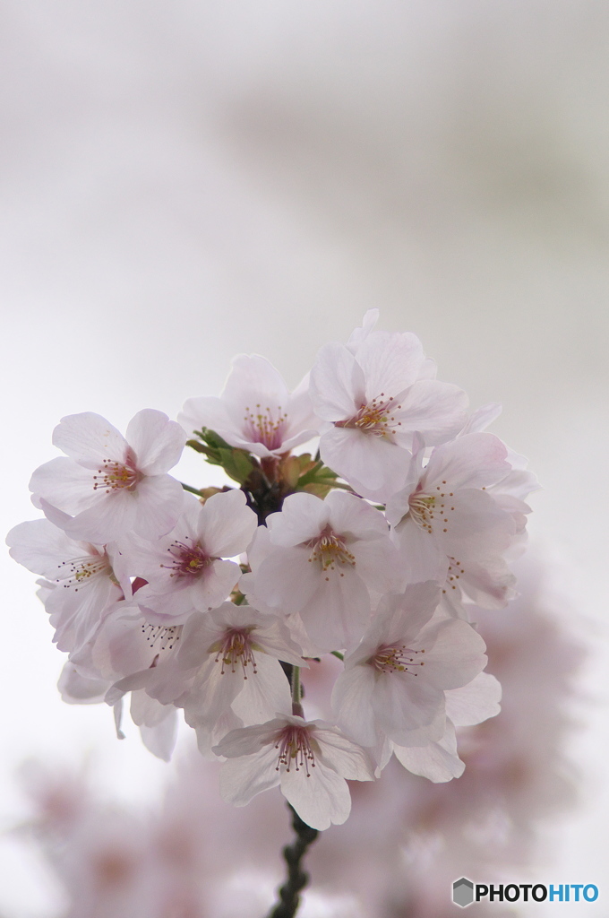 桜の花を花として撮ってみた　１０