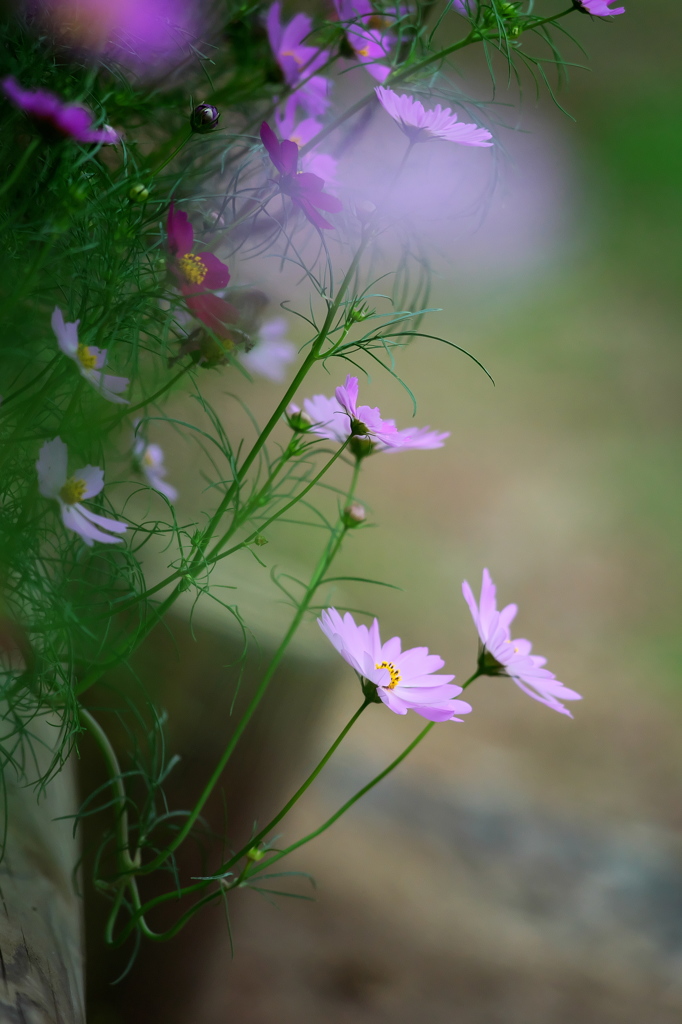 花の丘コスモス