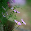 花の丘コスモス