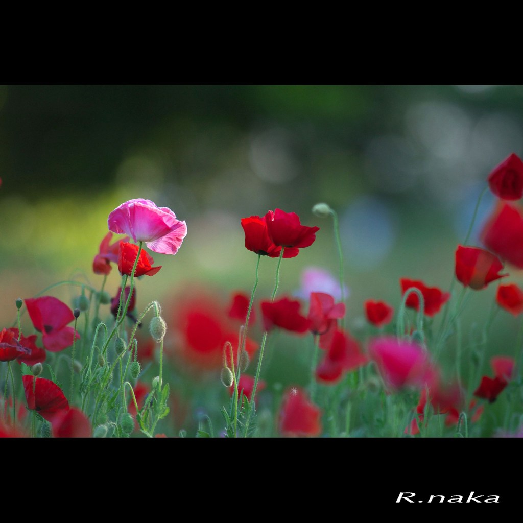 ２０１５花の丘ポピー　７
