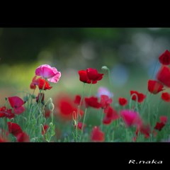 ２０１５花の丘ポピー　７