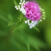 公園のシモツケの花　３