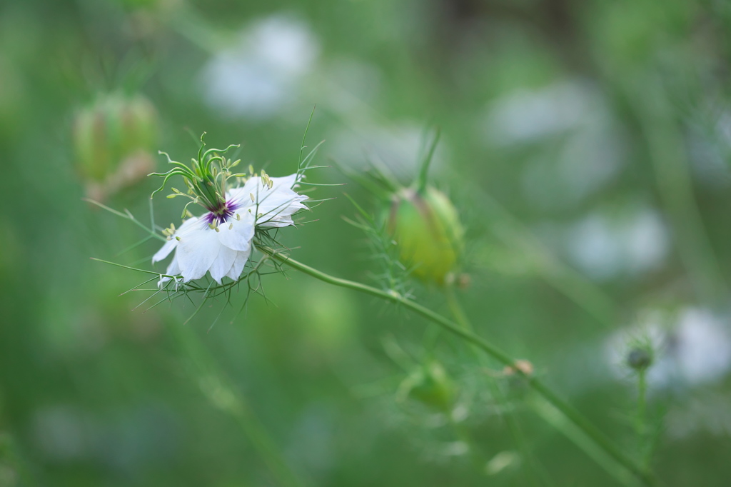 公園のお花　２