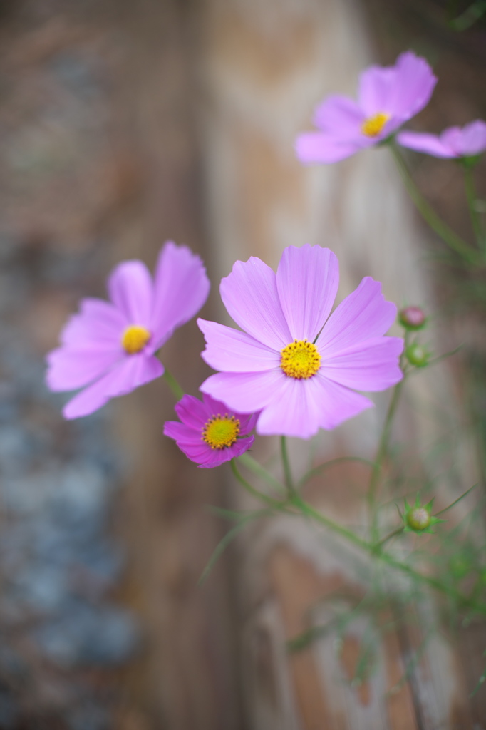 花の丘コスモス