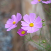 花の丘コスモス