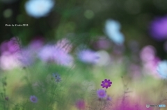 花の丘のコスモス　９