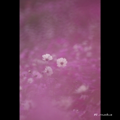 花の丘　コスモス　４　フィルター