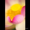 公園花散歩　マクロ　１８