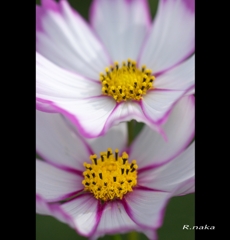 コスモス２枚の花　２
