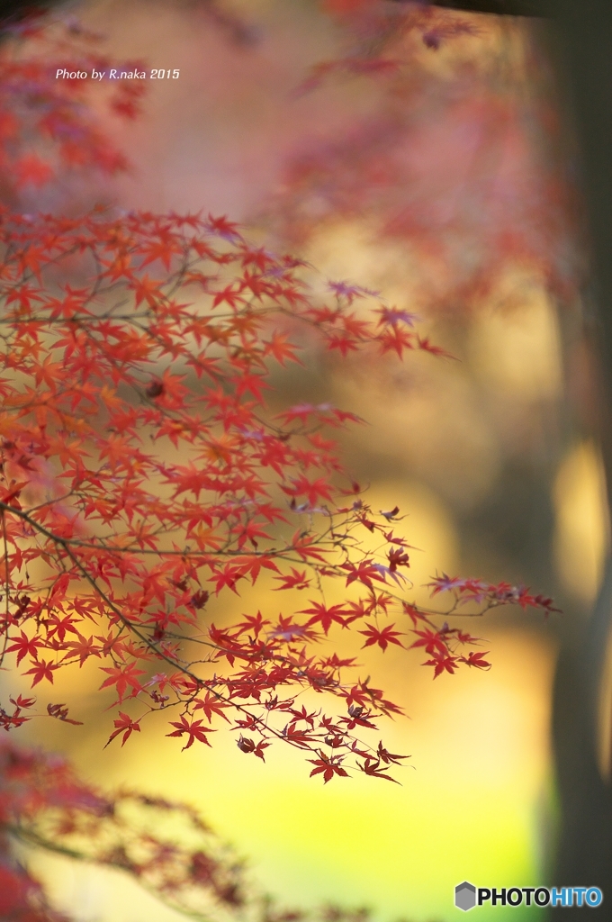 公園の紅葉　１４