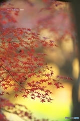 公園の紅葉　１４