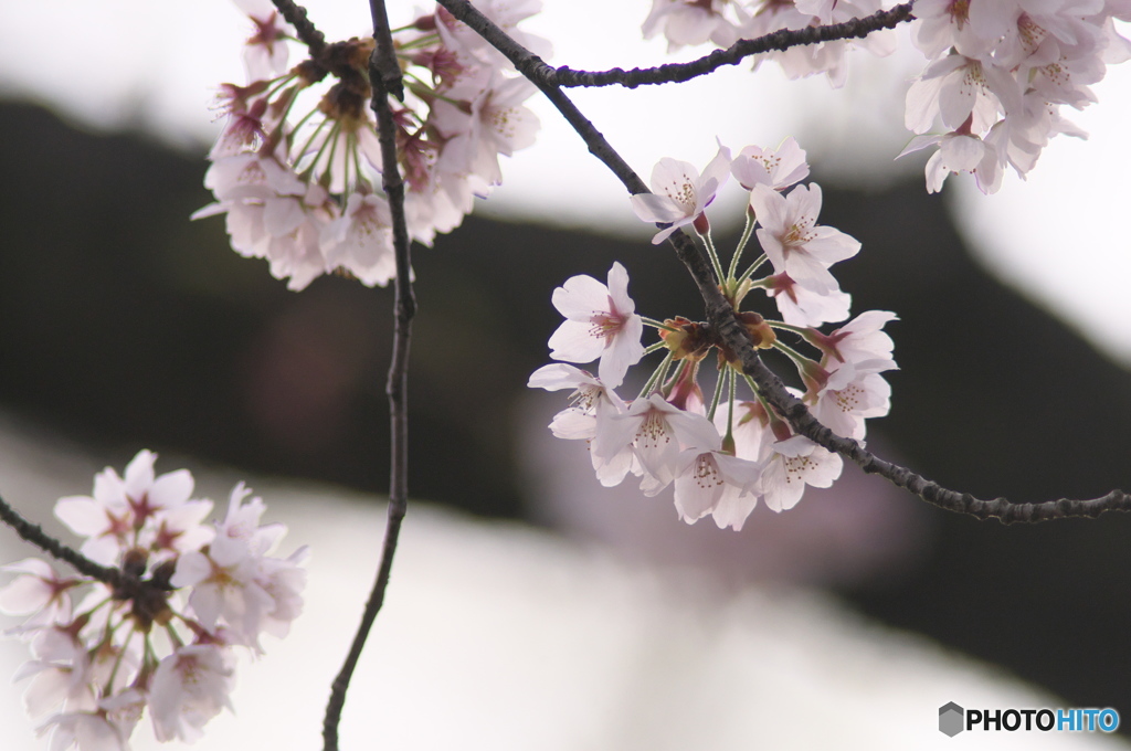 桜の花を花として撮ってみた　１５