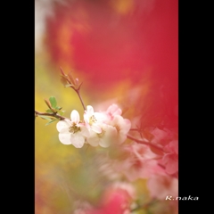 ボケの花でボケ　２