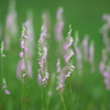 ネジ花