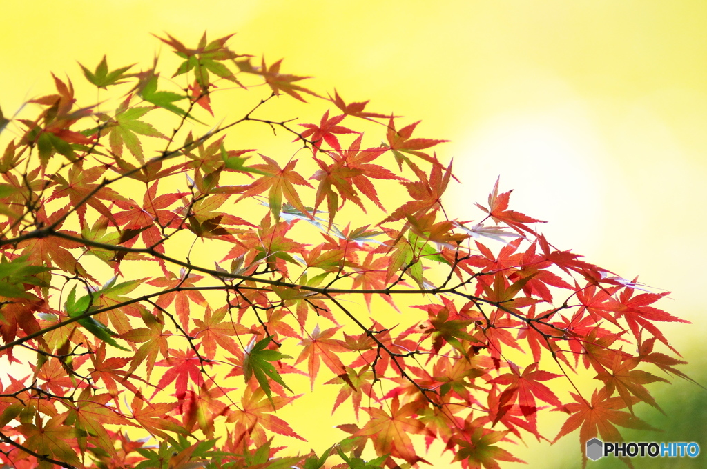 公園の紅葉　４