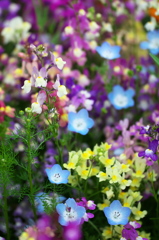 花の広場　３