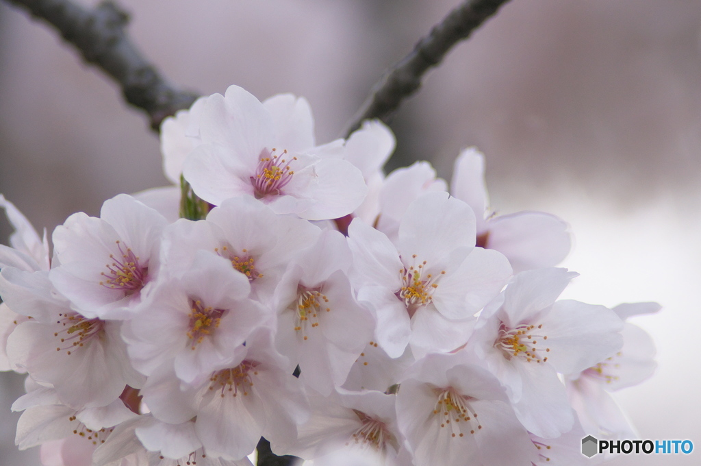 桜の花を花として撮ってみた　１２