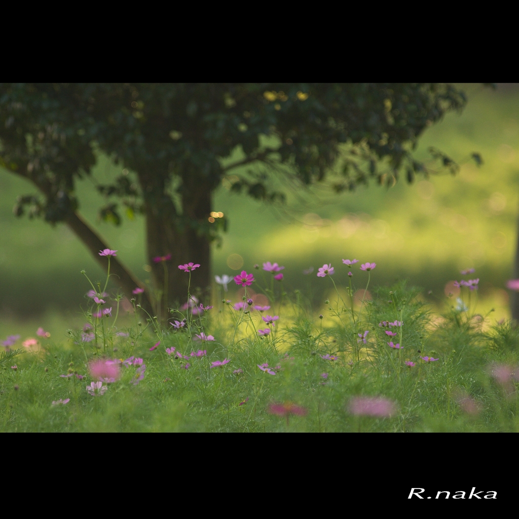 花の丘のコスモス　咲き始めました。　２
