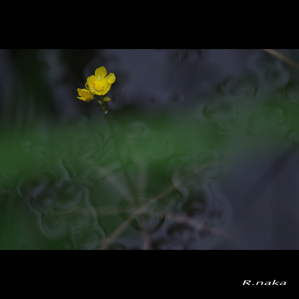 春の花　５
