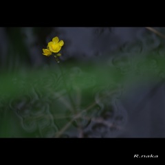 春の花　５