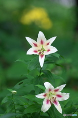 雨の日に公園でお花　７