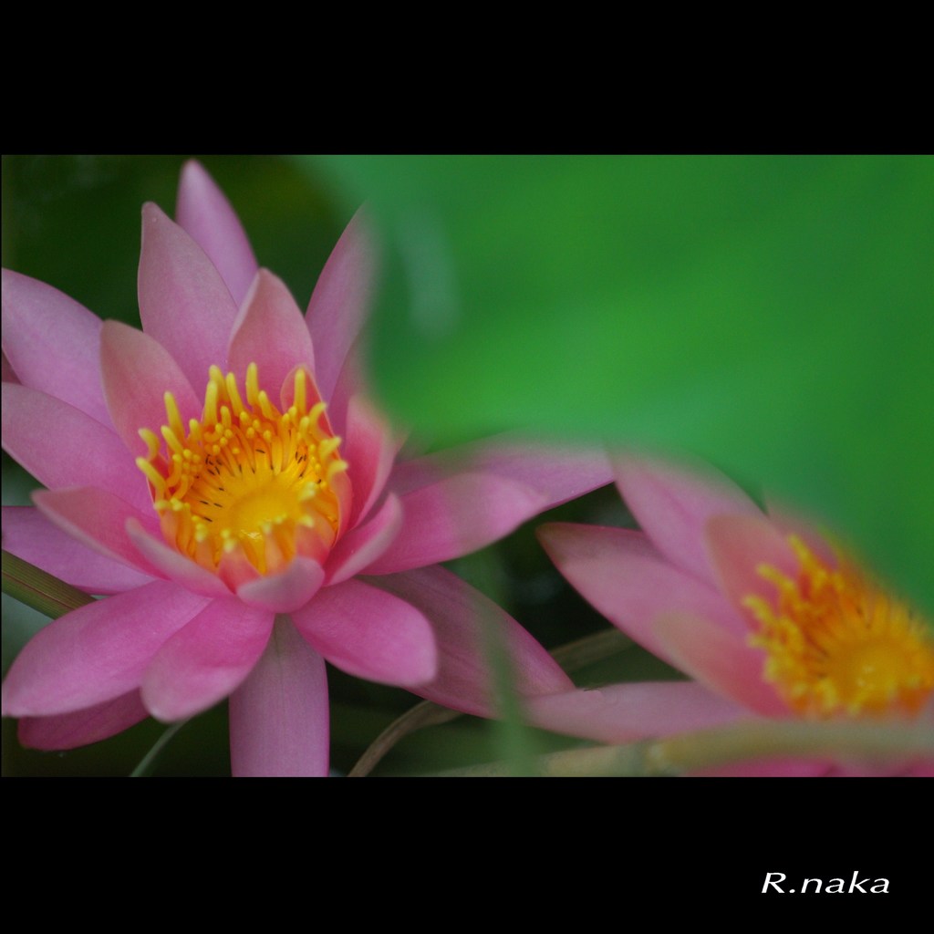 睡蓮の花　４