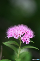 公園のお花　シモツケ　Ⅱ－３