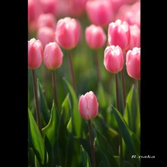 公園のチューリップ　１