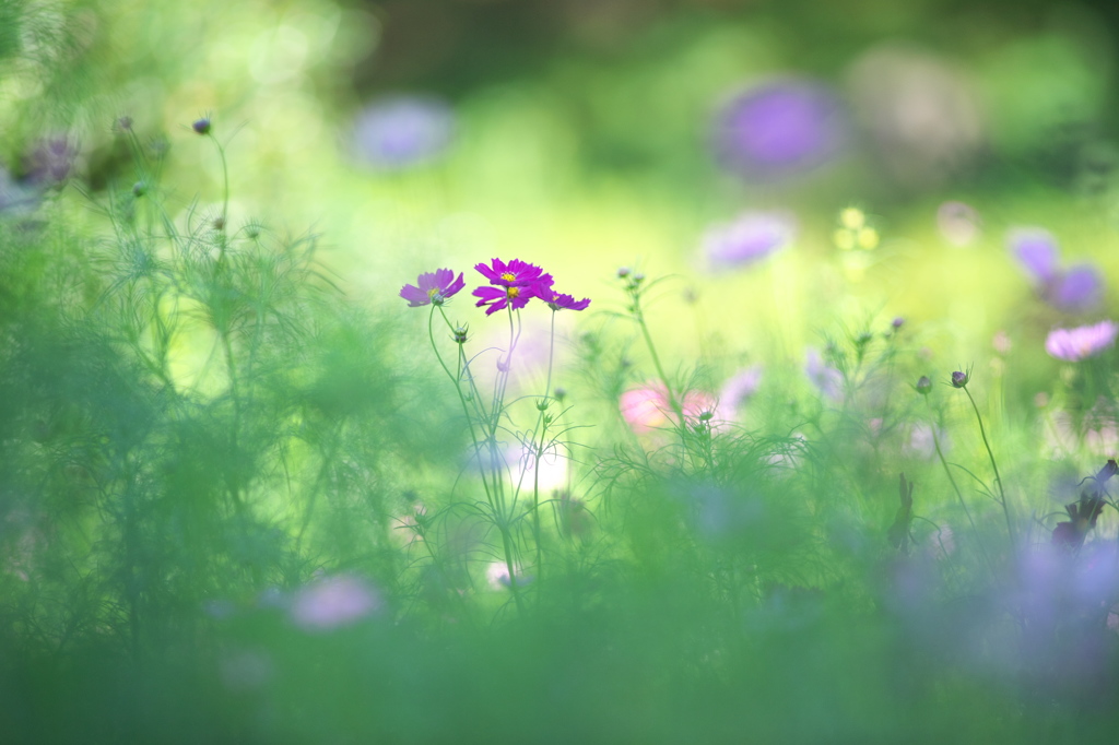 公園の花の丘コスモス