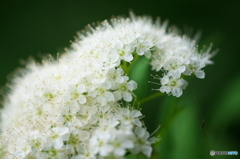 公園のお花　シモツケ　Ⅱ－４
