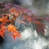 公園　３００ｍｍの紅葉