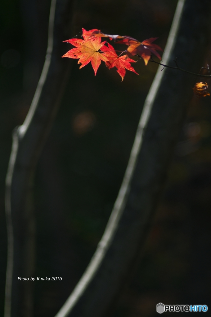 オフ会での紅葉　４