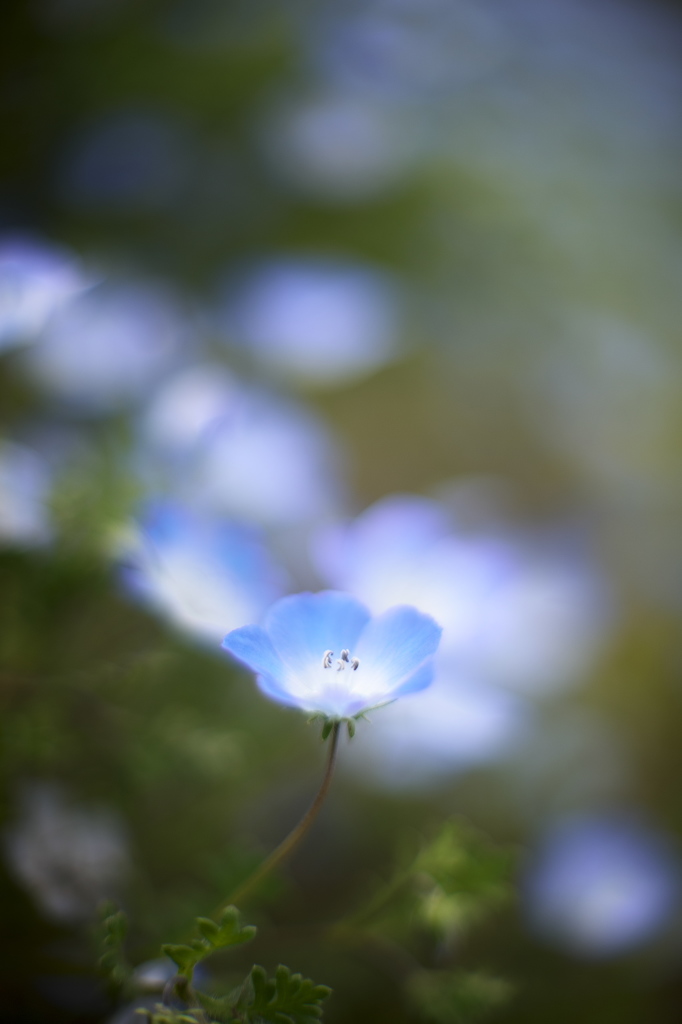 公園の花達