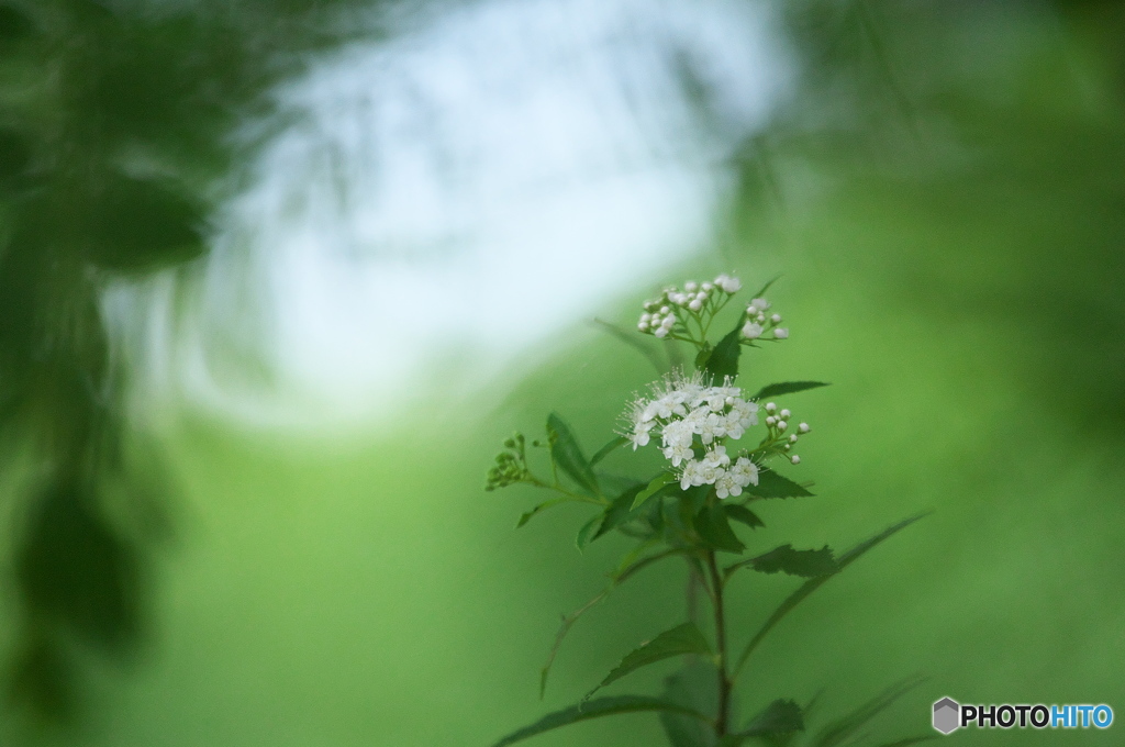 公園のお花　シモツケ　Ⅱ－８