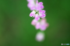 雨の日に公園でお花　１２