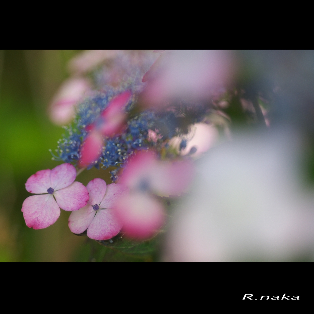 公園のアジサイ　２１