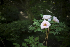 公園の牡丹