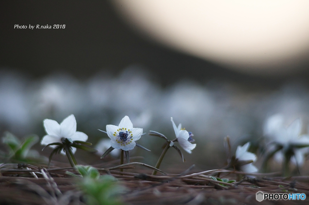 今年のセツブン草　５