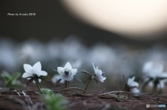 今年のセツブン草　５