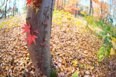 公園の紅葉