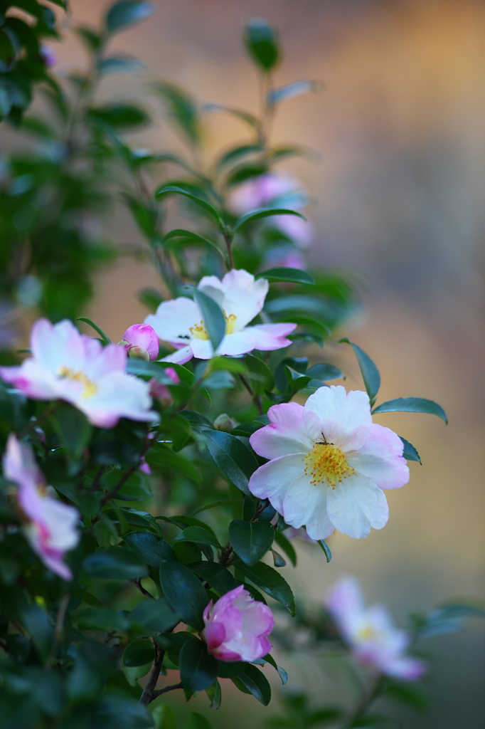 公園の山茶花　