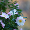 公園の山茶花　