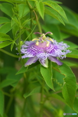 公園　花木園売店前のお花　２