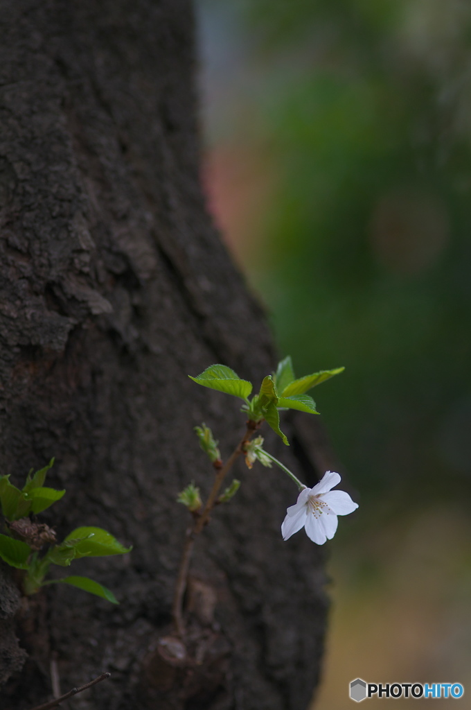 桜の花を花として撮ってみた　８