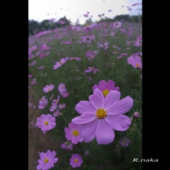 花の丘のコスモス畑　２